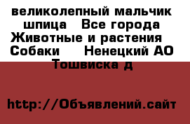 великолепный мальчик шпица - Все города Животные и растения » Собаки   . Ненецкий АО,Тошвиска д.